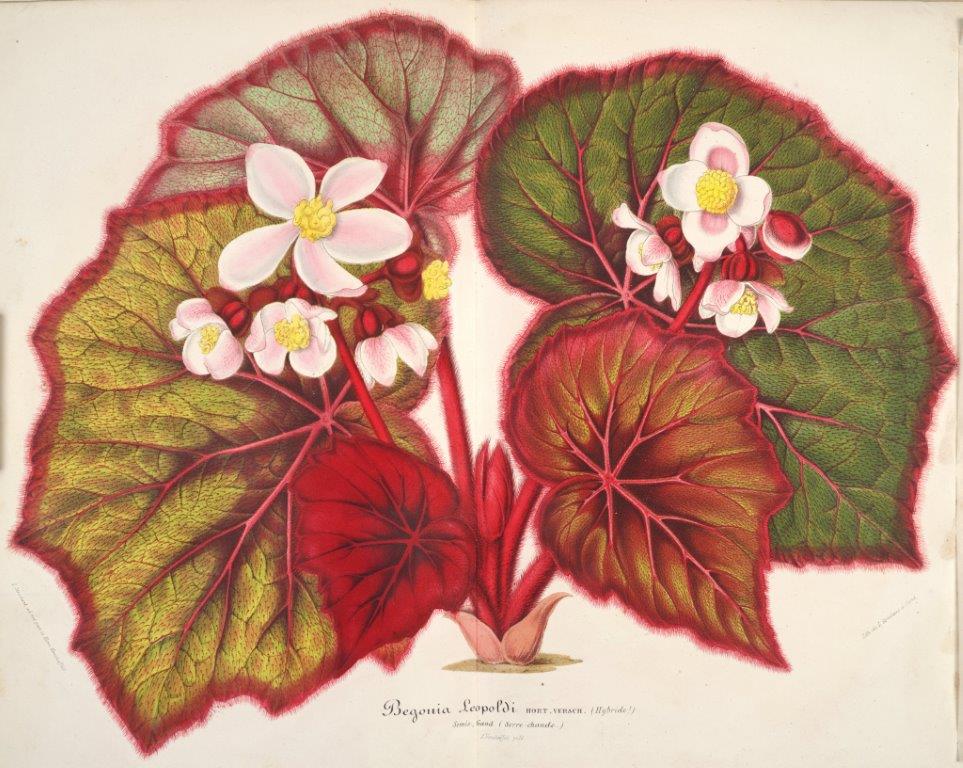 B. ‘Leopoldi’